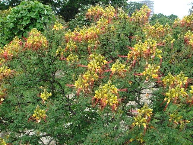 Caesalpinia gilliesii